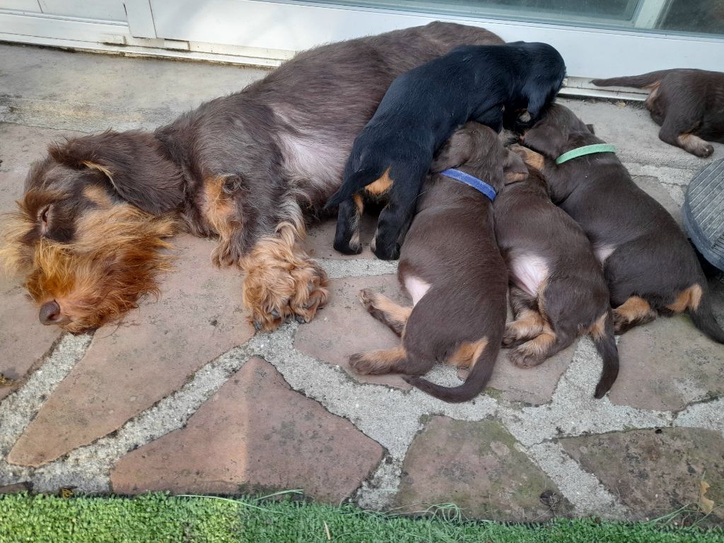 chiot Teckel poil dur Des Petits Rois De Kladska