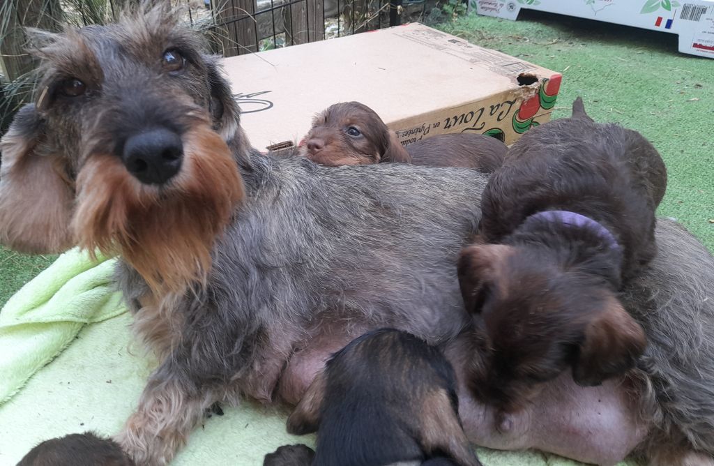 chiot Teckel poil dur Des Petits Rois De Kladska