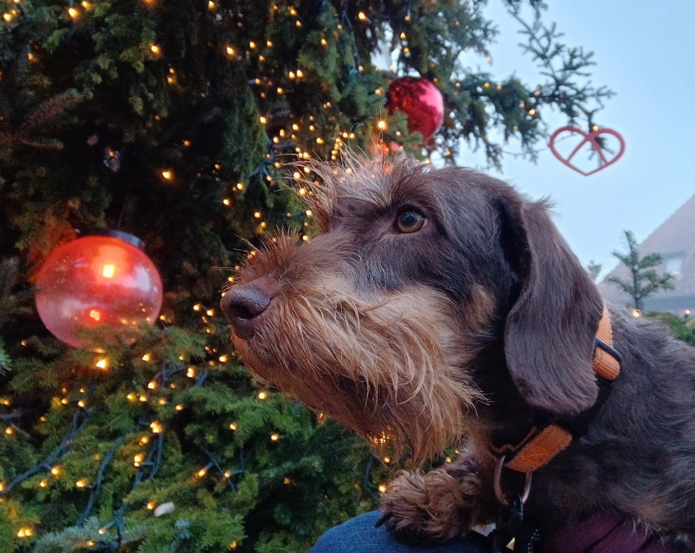 Uccellina Des Petits Rois De Kladska