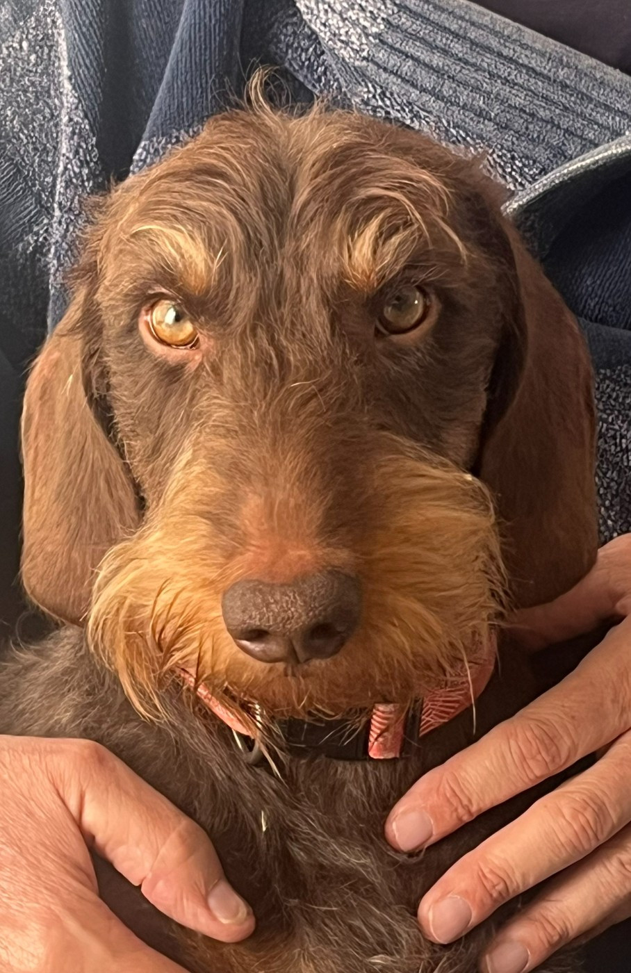 Van Houten Des Petits Rois De Kladska