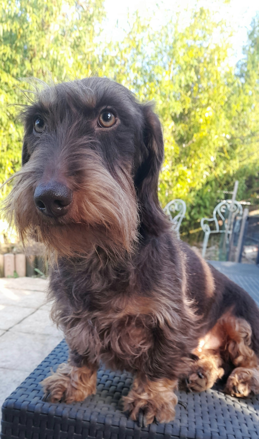 Mariage Khovskya et Smiley