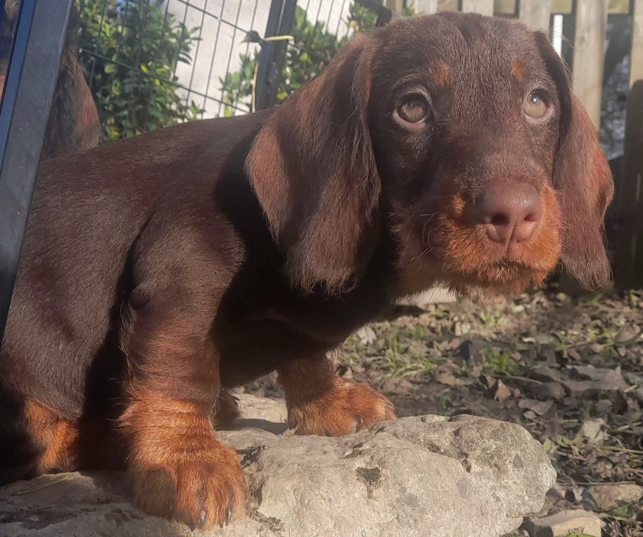 Albert 5eme mousquetaire des petits rois de kladska