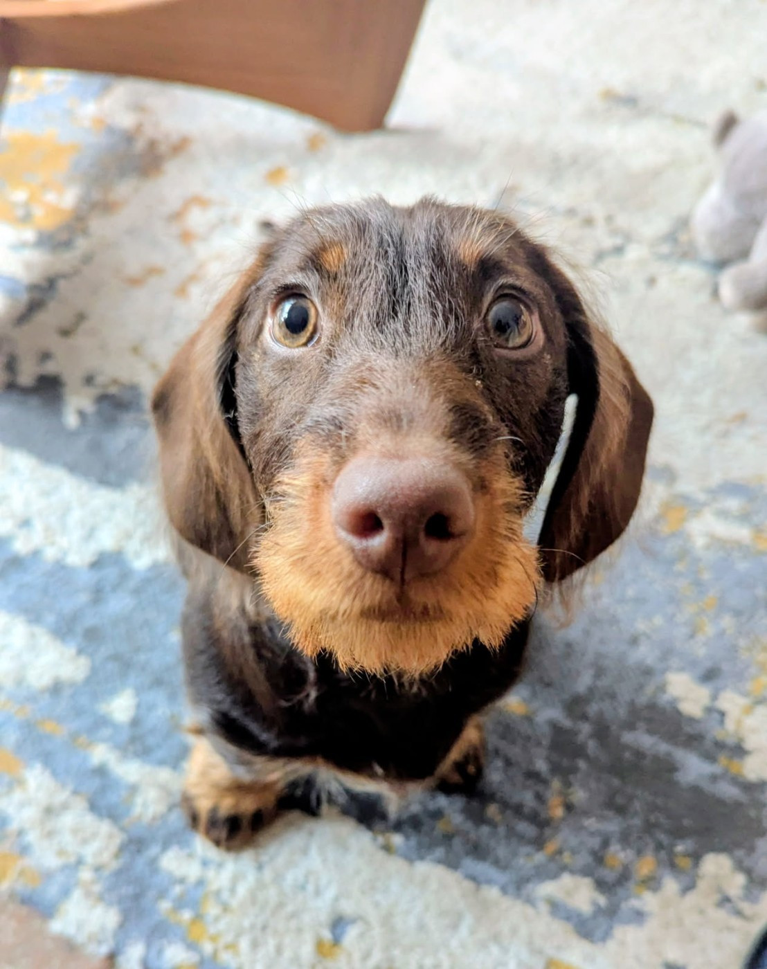 Audrey Toutou des petits rois de kladska