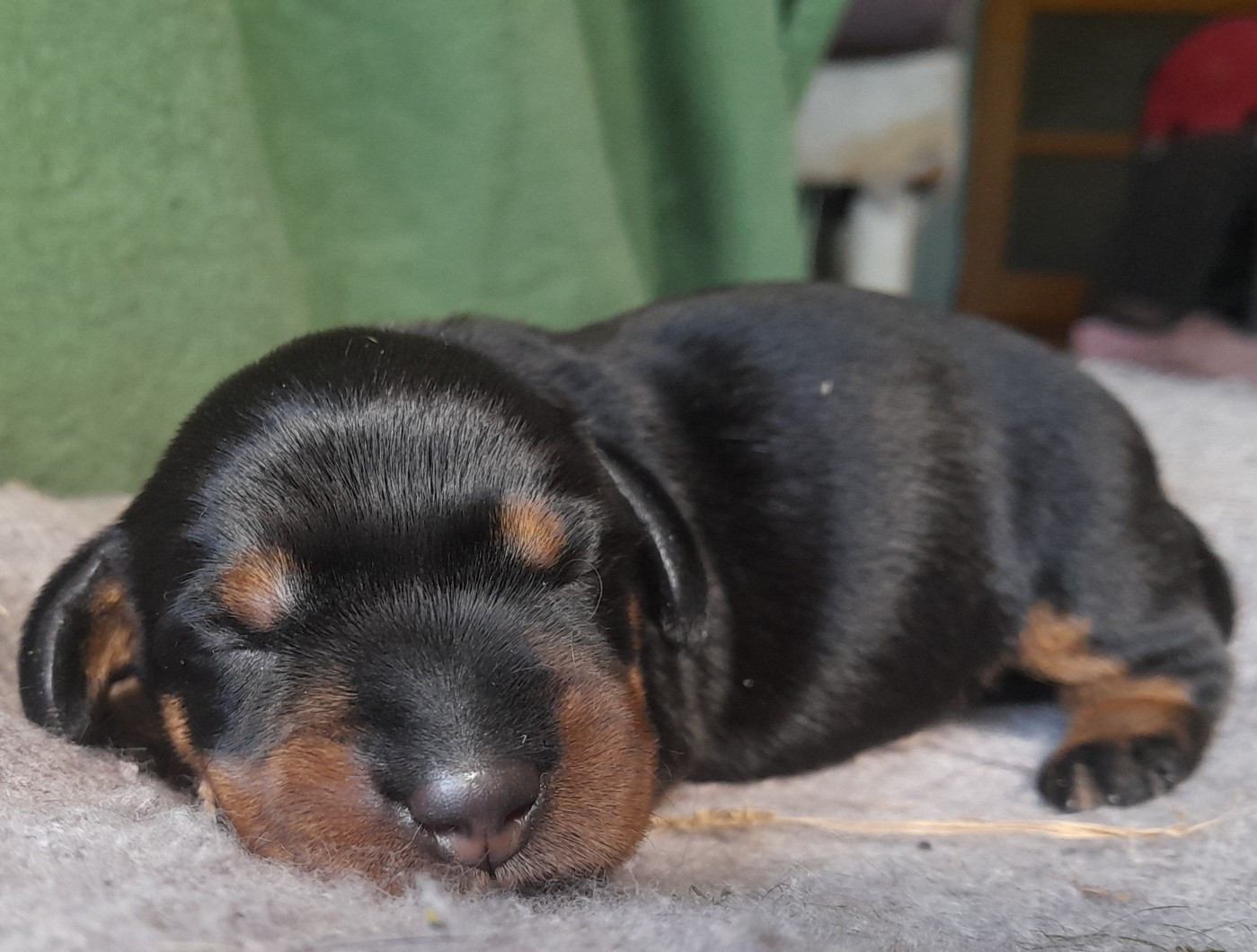 Balalaika des petits rois de kladska