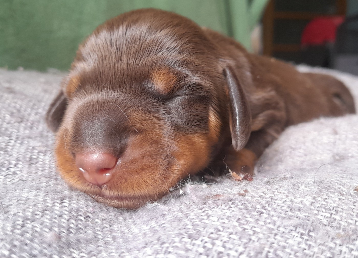 Balade irlandaise des petits rois de kladska