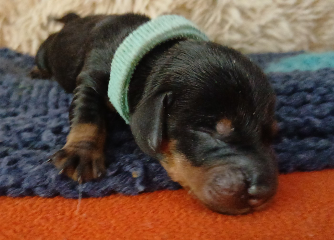 Bella L'Bertha des petits rois de kladska