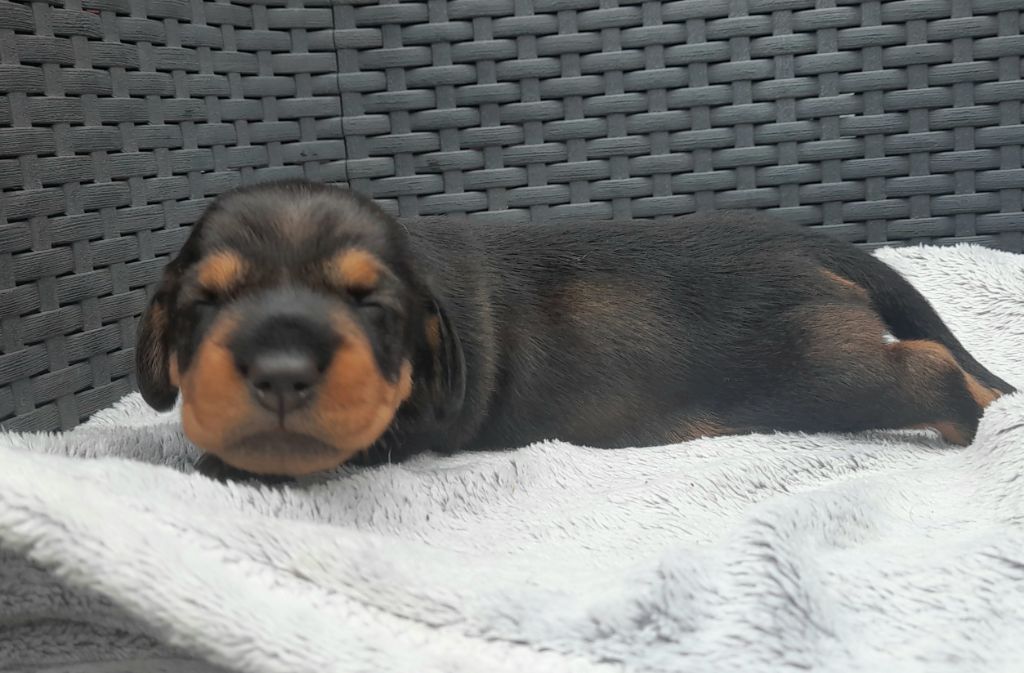 Des Petits Rois De Kladska - Chiots disponibles - Teckel poil dur