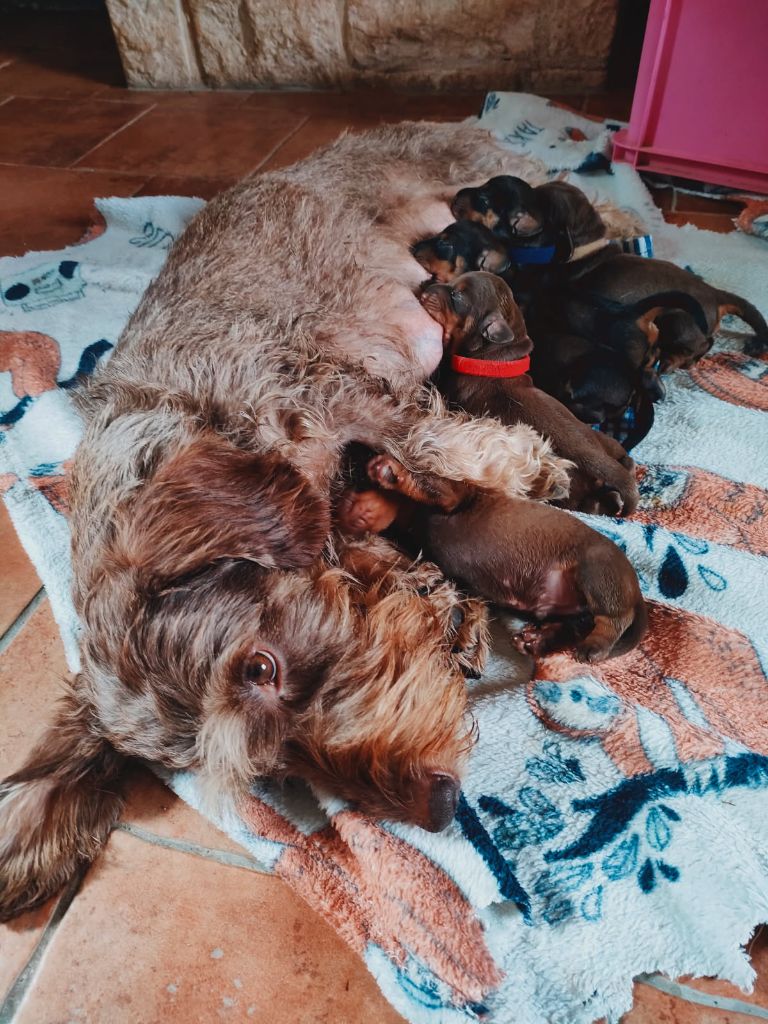 Chiot Teckel poil dur Des Petits Rois De Kladska
