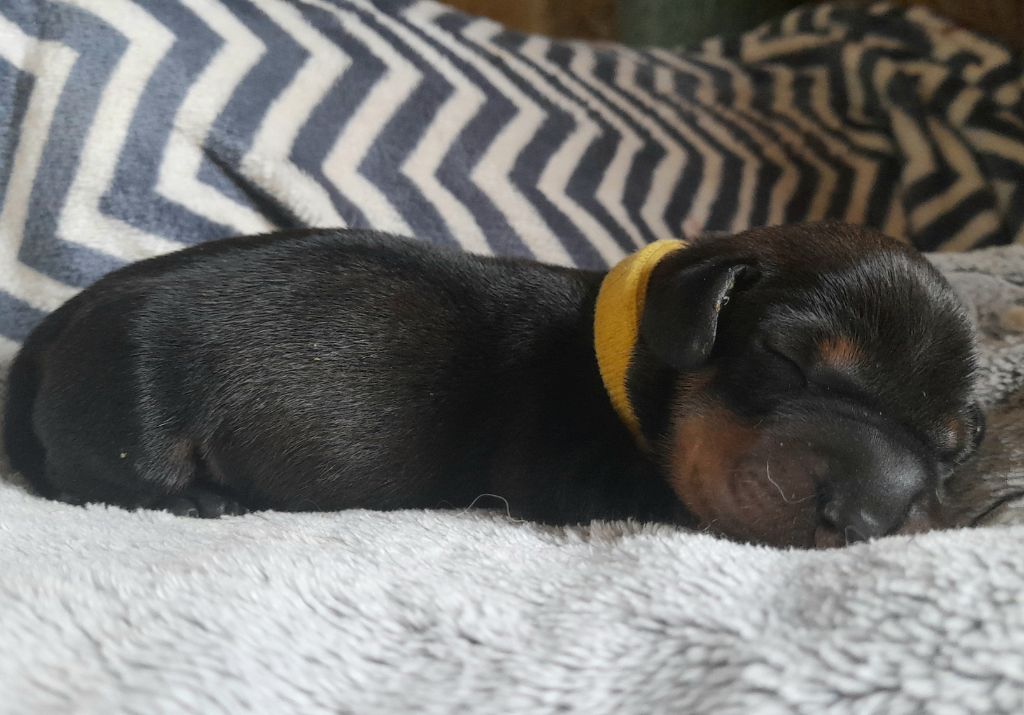 Des Petits Rois De Kladska - Chiots disponibles - Teckel poil dur