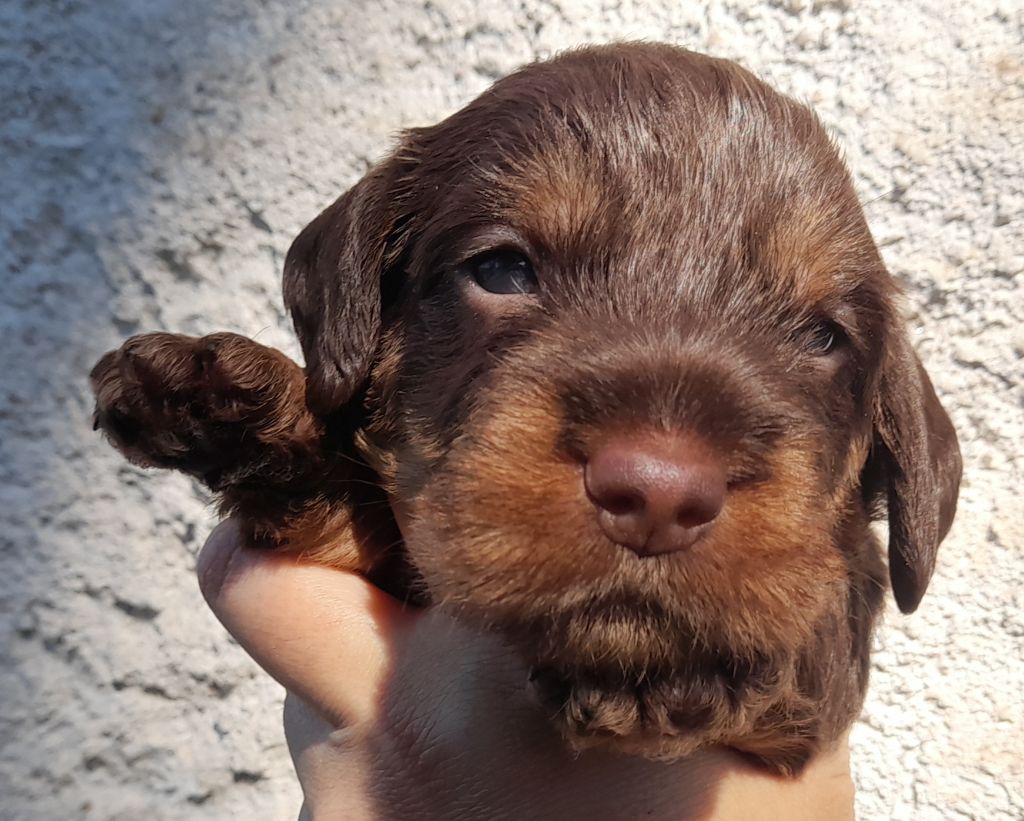 Des Petits Rois De Kladska - Chiots disponibles - Teckel poil dur