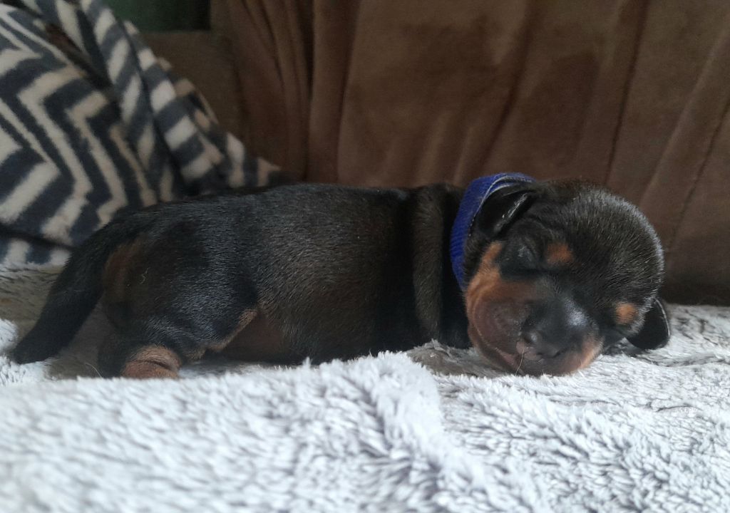 Des Petits Rois De Kladska - Chiots disponibles - Teckel poil dur