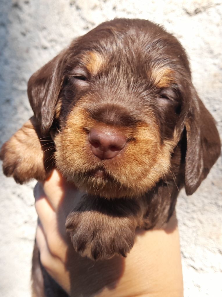 Des Petits Rois De Kladska - Chiots disponibles - Teckel poil dur