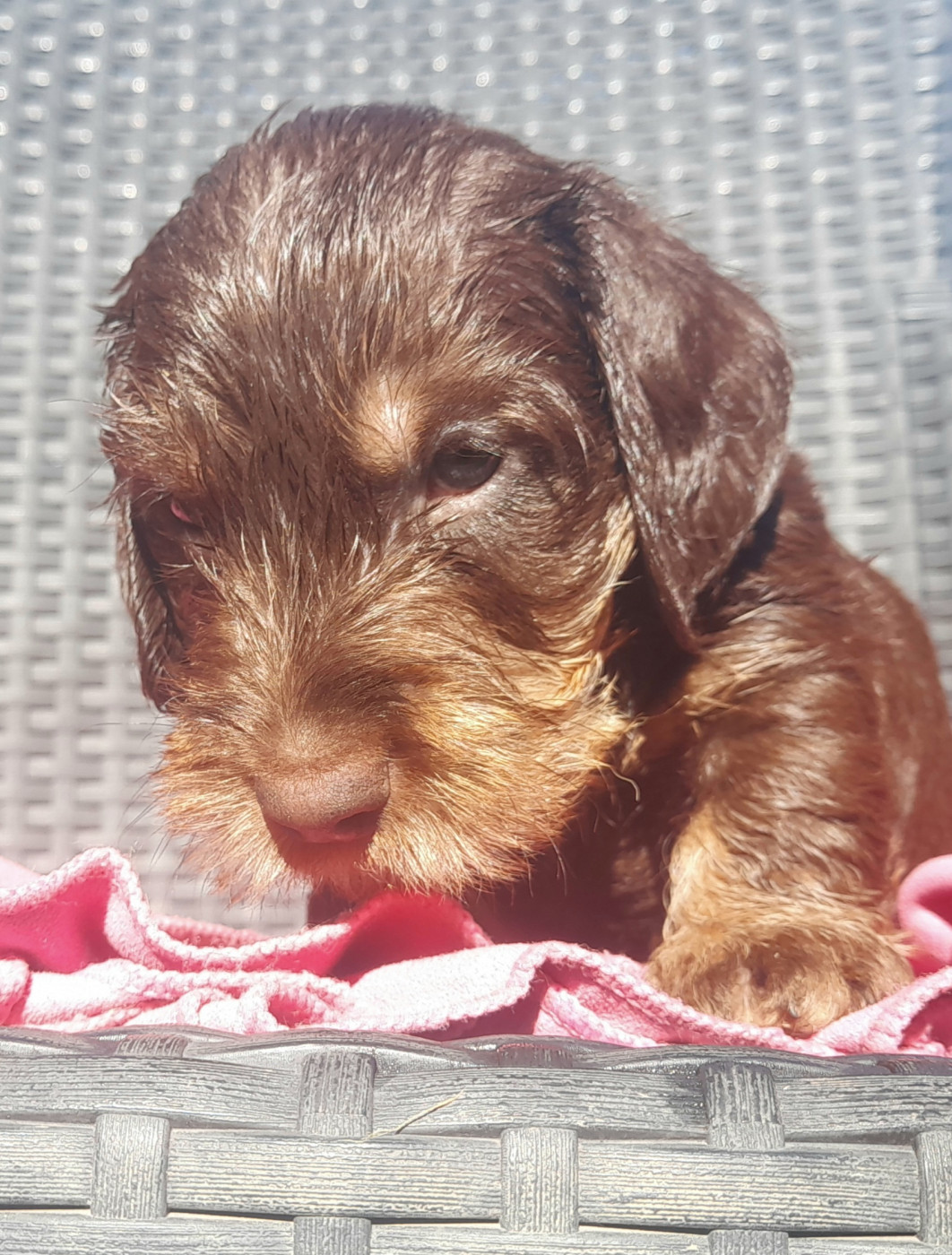 Des Petits Rois De Kladska - Chiots disponibles - Teckel poil dur