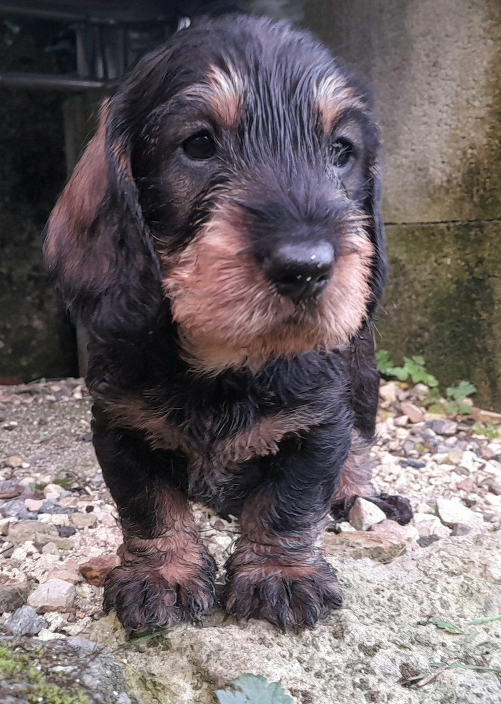 Des Petits Rois De Kladska - Chiots disponibles - Teckel poil dur