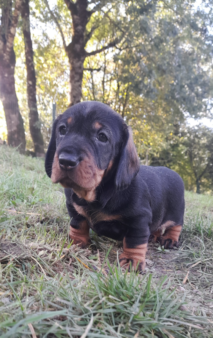 Des Petits Rois De Kladska - Chiots disponibles - Teckel poil dur