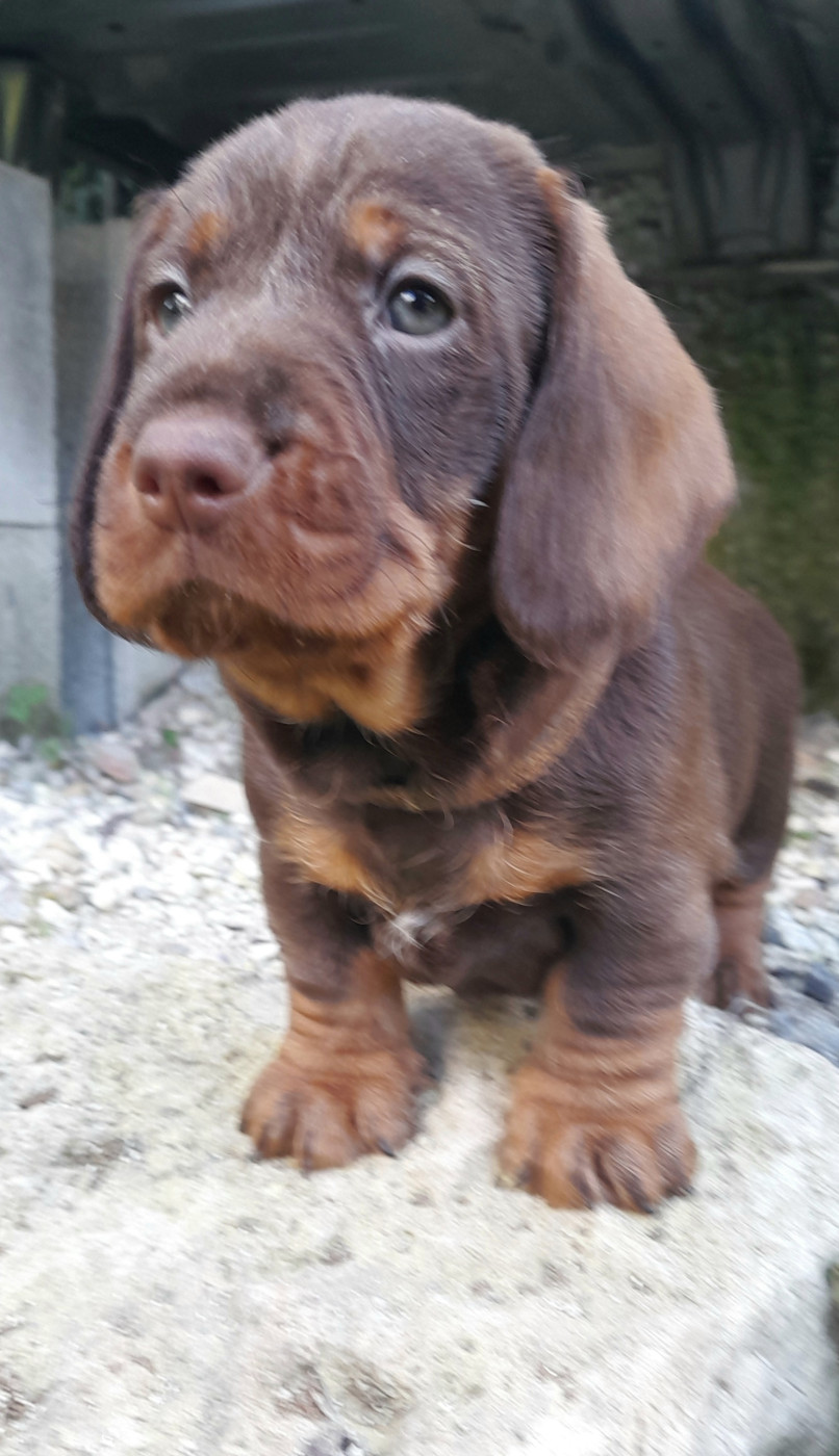 Des Petits Rois De Kladska - Chiots disponibles - Teckel poil dur