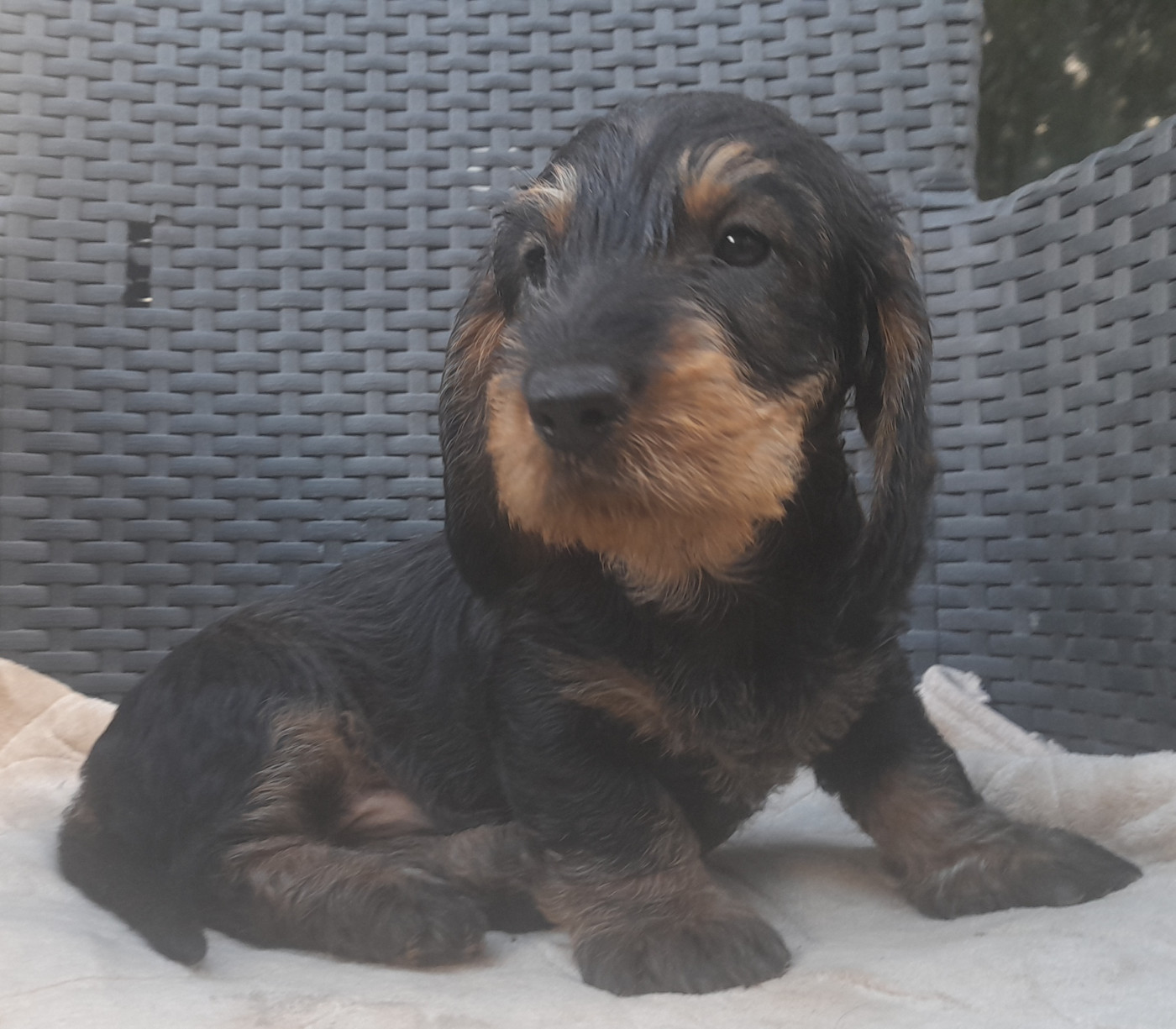 Des Petits Rois De Kladska - Chiots disponibles - Teckel poil dur