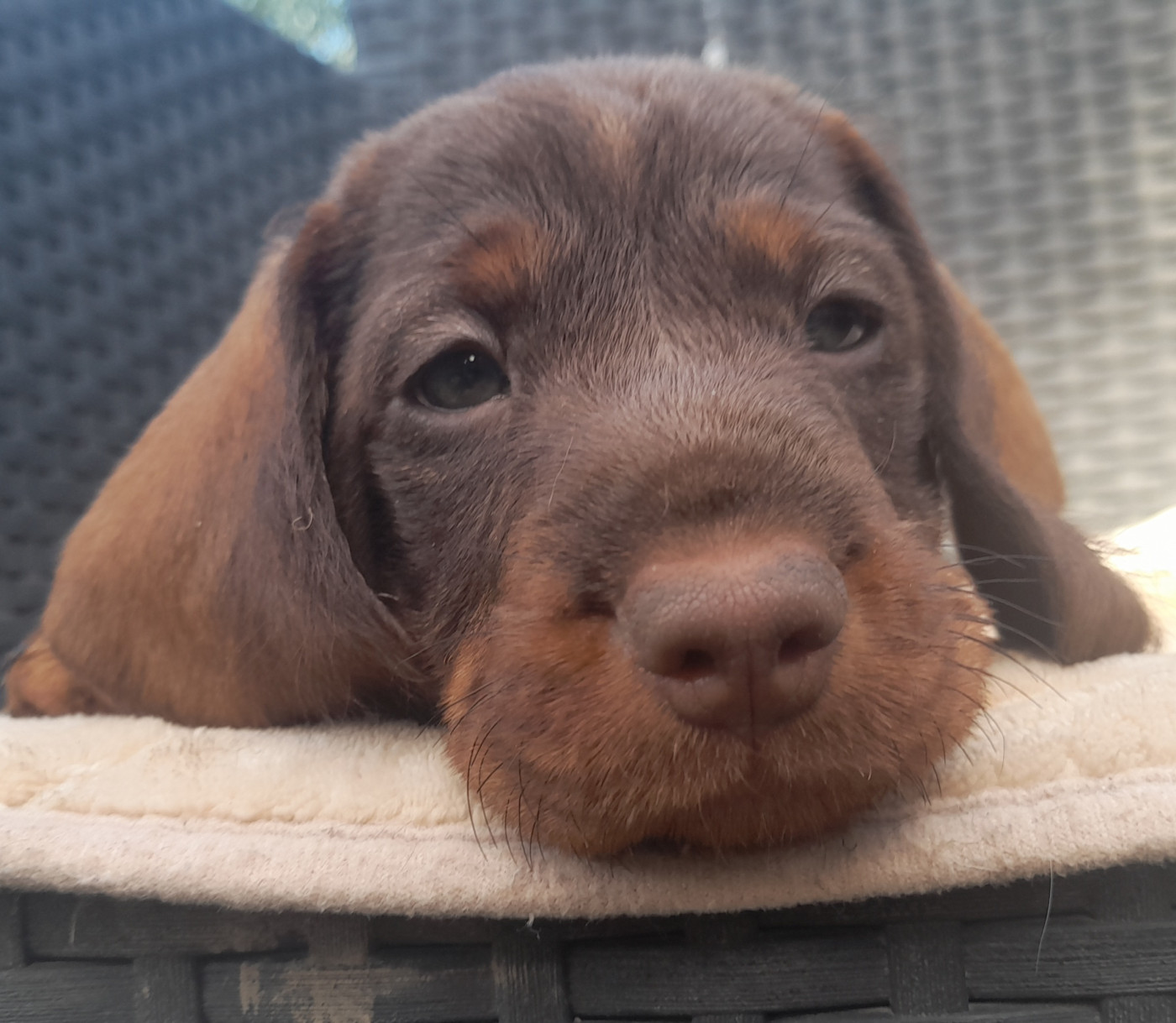 Des Petits Rois De Kladska - Chiots disponibles - Teckel poil dur