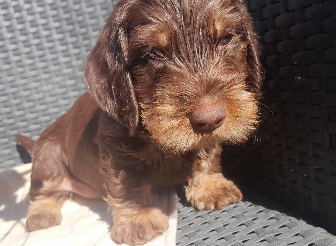 Des Petits Rois De Kladska - Chiots disponibles - Teckel poil dur