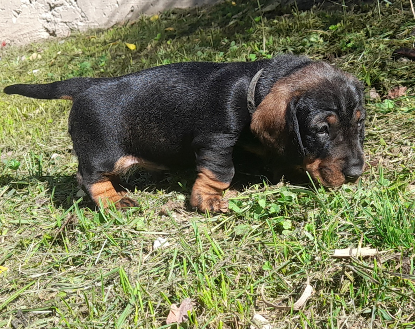Des Petits Rois De Kladska - Chiots disponibles - Teckel poil dur