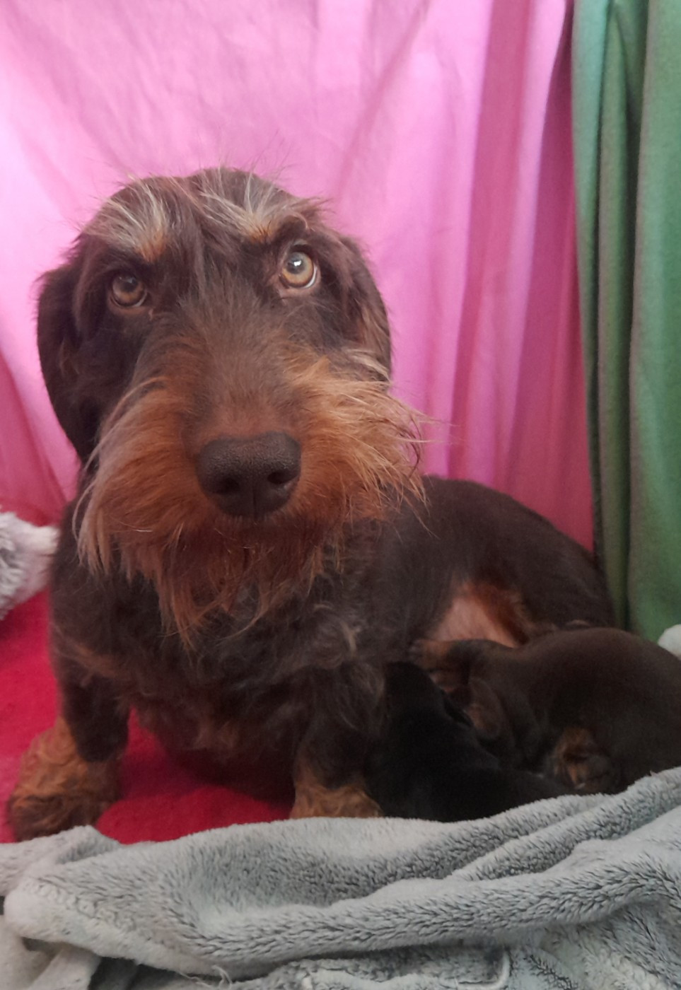 Chiot Teckel poil dur Des Petits Rois De Kladska