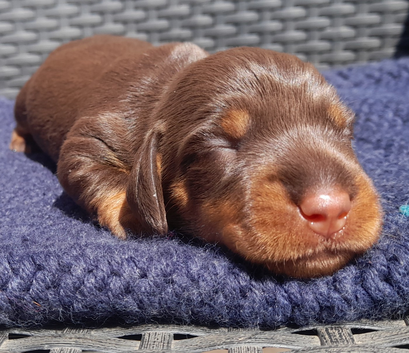 Des Petits Rois De Kladska - Chiots disponibles - Teckel poil dur