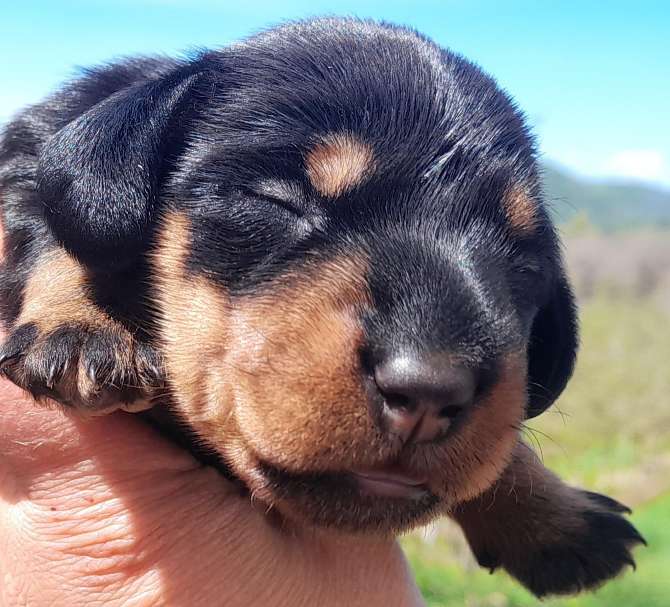 Des Petits Rois De Kladska - Chiots disponibles - Teckel poil dur