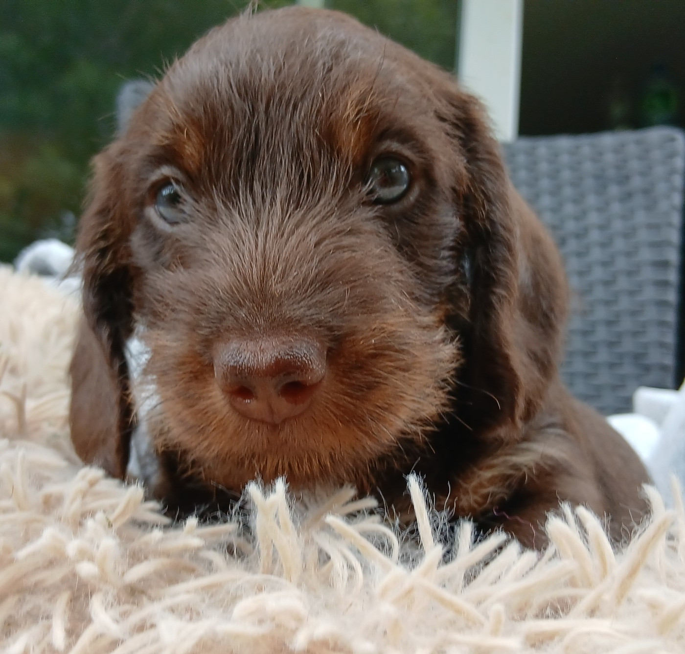 Des Petits Rois De Kladska - Chiots disponibles - Teckel poil dur