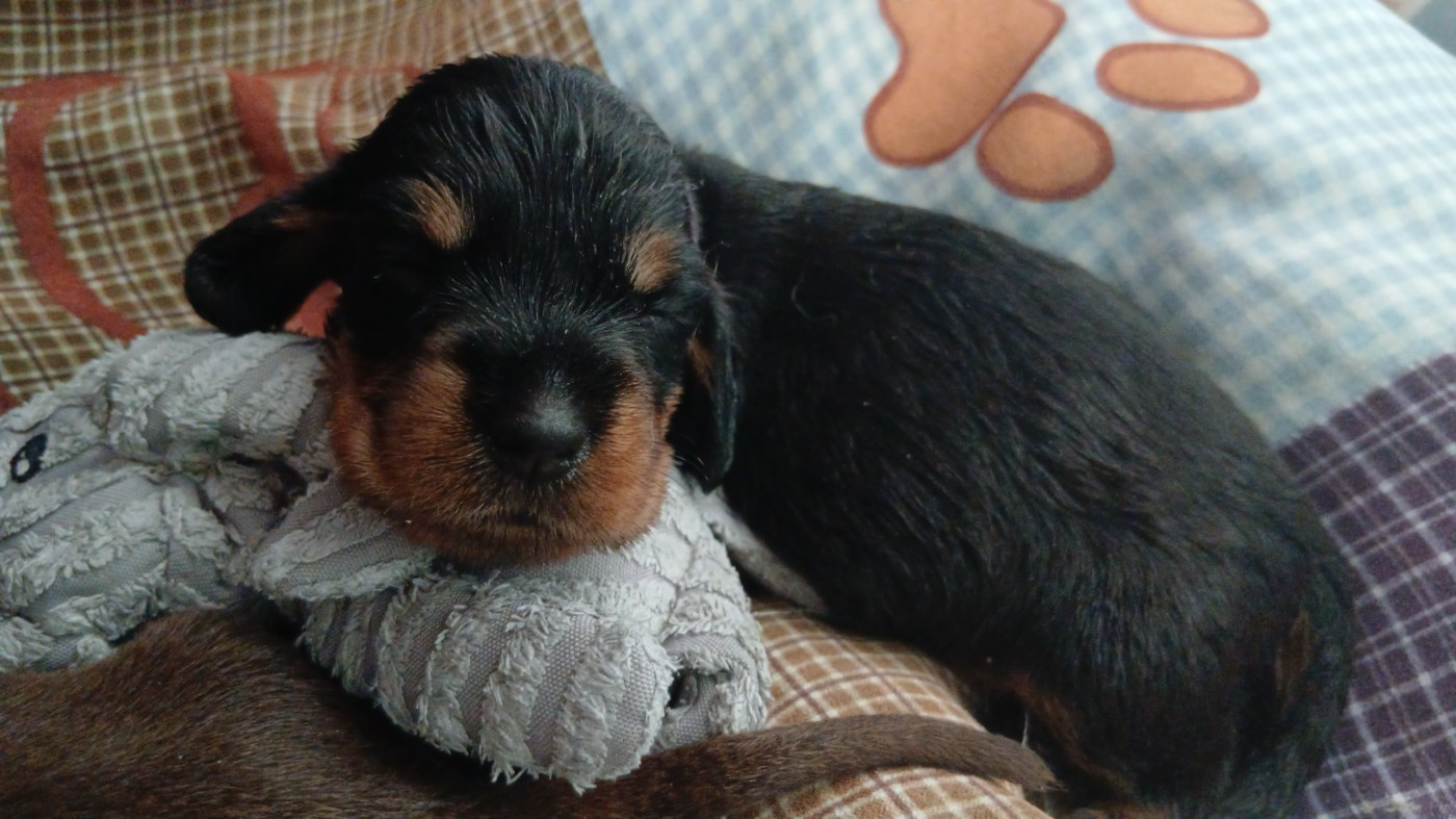 Des Petits Rois De Kladska - Chiots disponibles - Teckel poil dur