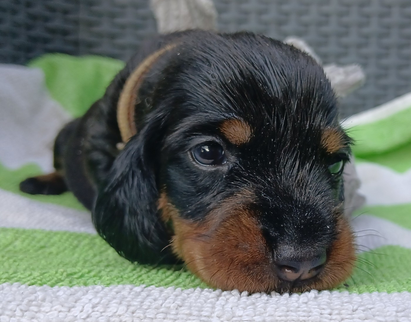 Des Petits Rois De Kladska - Chiots disponibles - Teckel poil dur