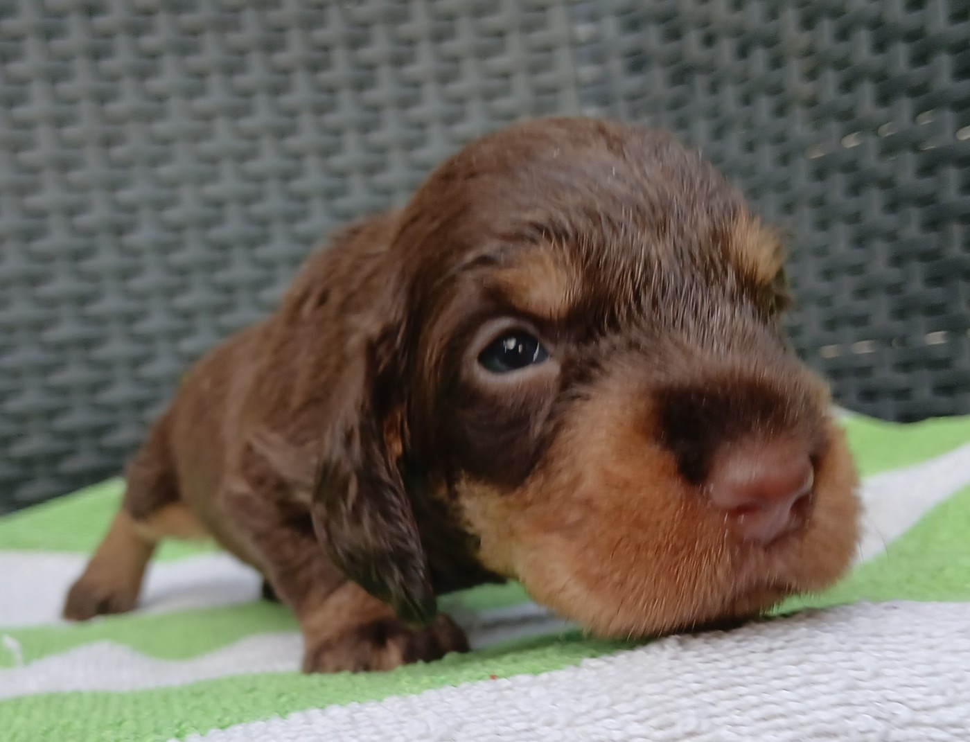 Des Petits Rois De Kladska - Chiots disponibles - Teckel poil dur