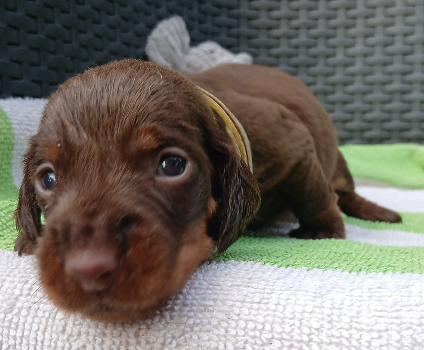 Des Petits Rois De Kladska - Chiots disponibles - Teckel poil dur
