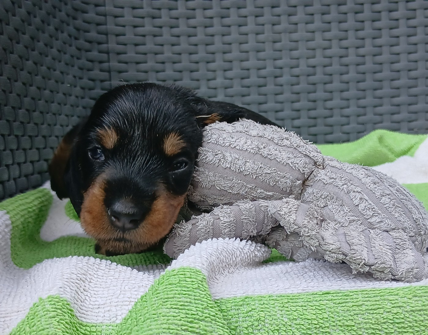 Des Petits Rois De Kladska - Chiots disponibles - Teckel poil dur