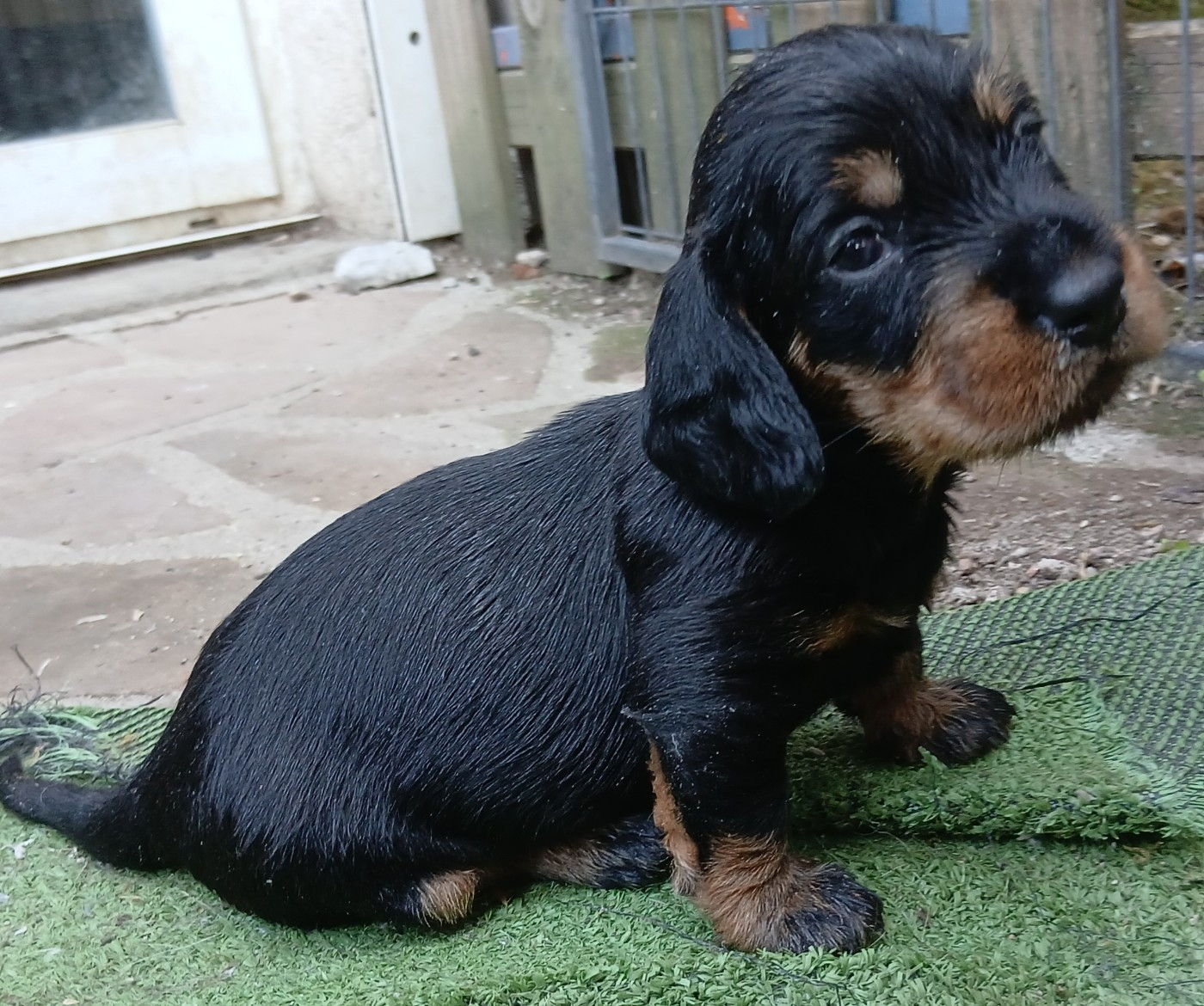Des Petits Rois De Kladska - Chiots disponibles - Teckel poil dur