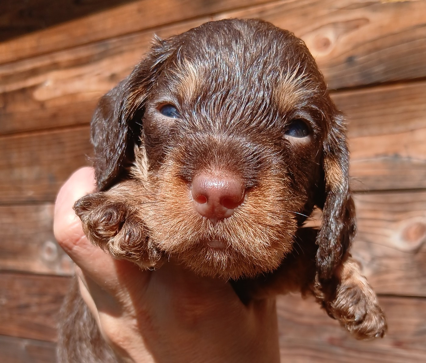 Des Petits Rois De Kladska - Chiots disponibles - Teckel poil dur