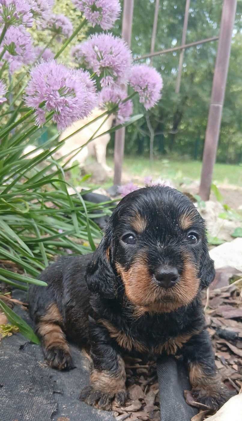 Des Petits Rois De Kladska - Chiots disponibles - Teckel poil dur