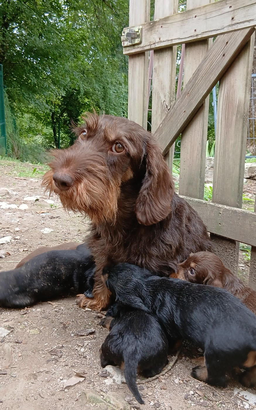 Chiot Teckel poil dur Des Petits Rois De Kladska