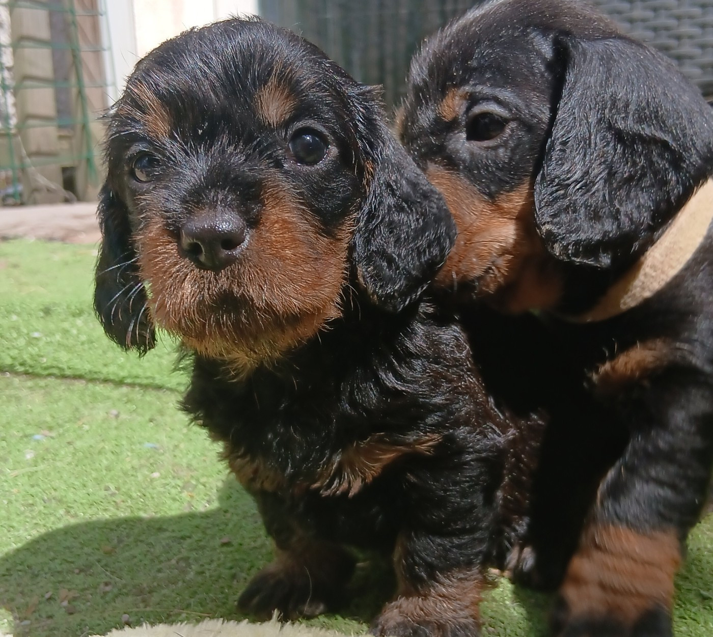 Des Petits Rois De Kladska - Chiots disponibles - Teckel poil dur
