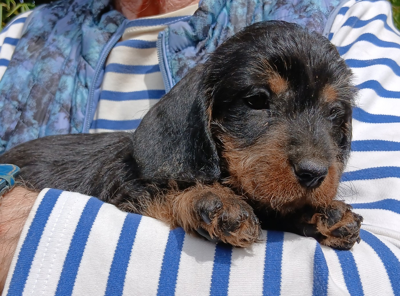 Des Petits Rois De Kladska - Chiots disponibles - Teckel poil dur