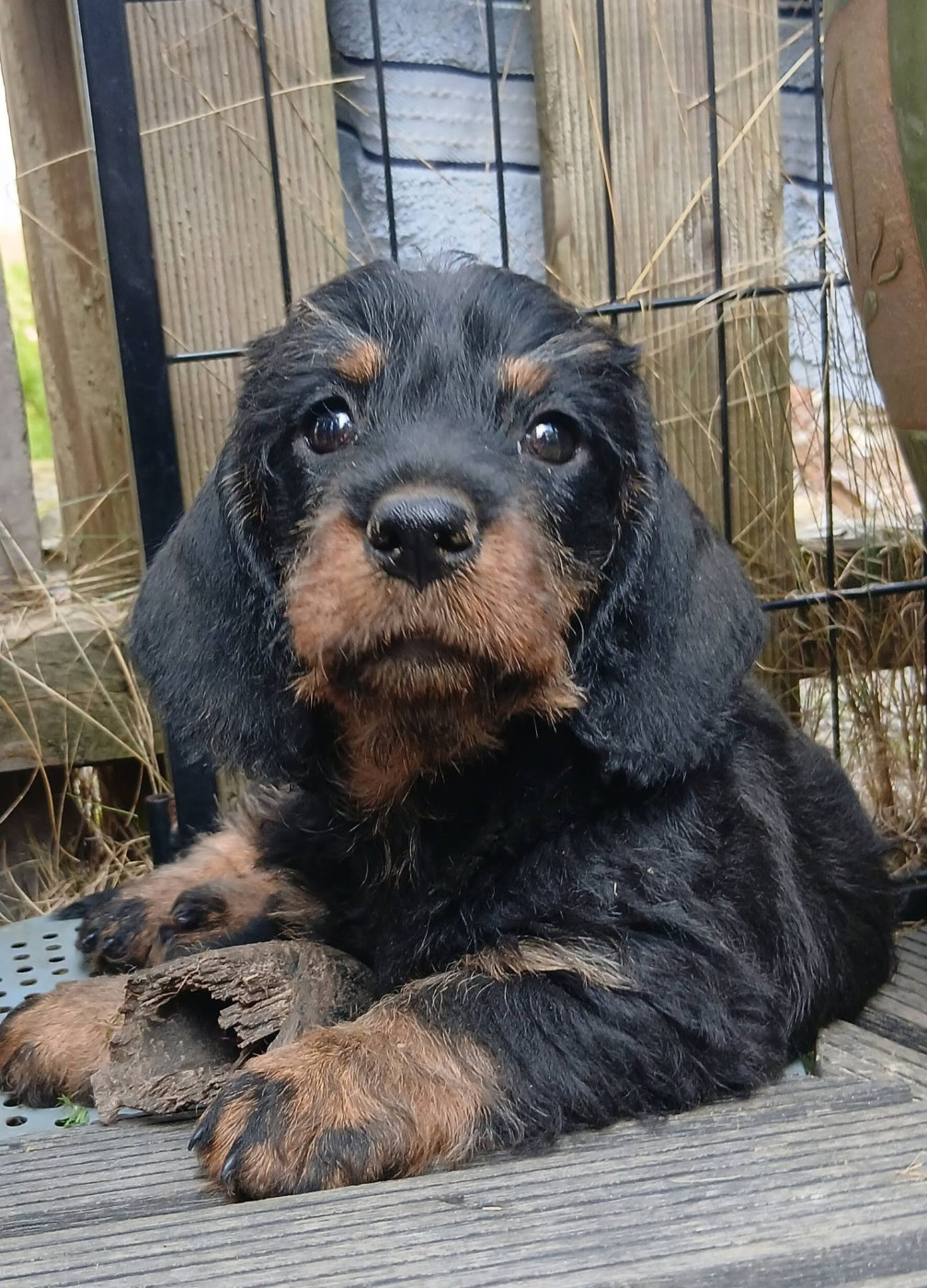 Des Petits Rois De Kladska - Chiots disponibles - Teckel poil dur