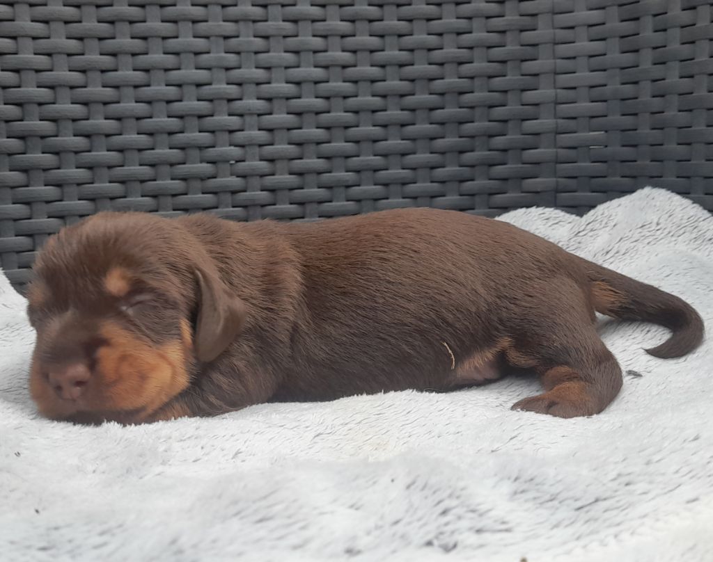 Des Petits Rois De Kladska - Chiots disponibles - Teckel poil dur