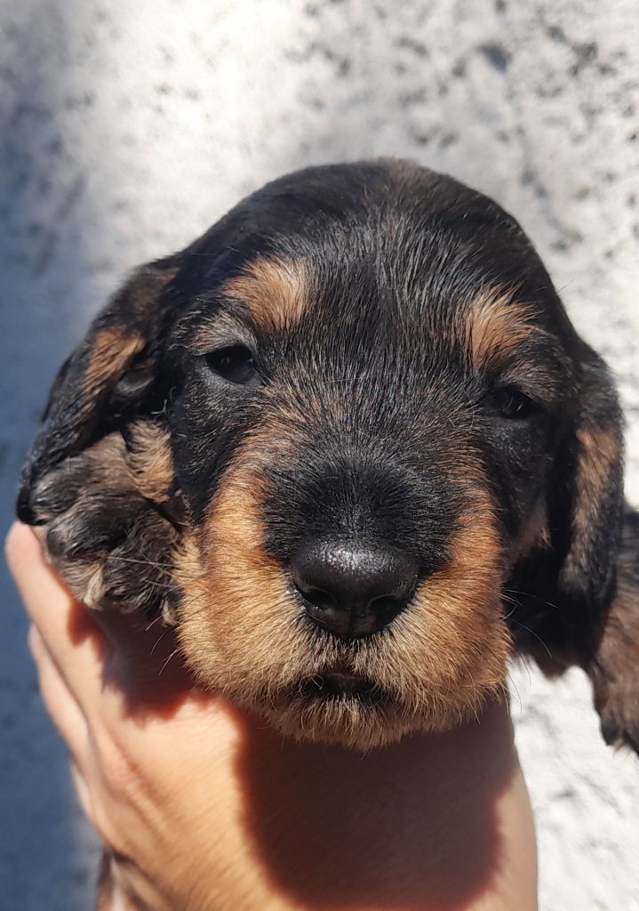 Des Petits Rois De Kladska - Chiots disponibles - Teckel poil dur