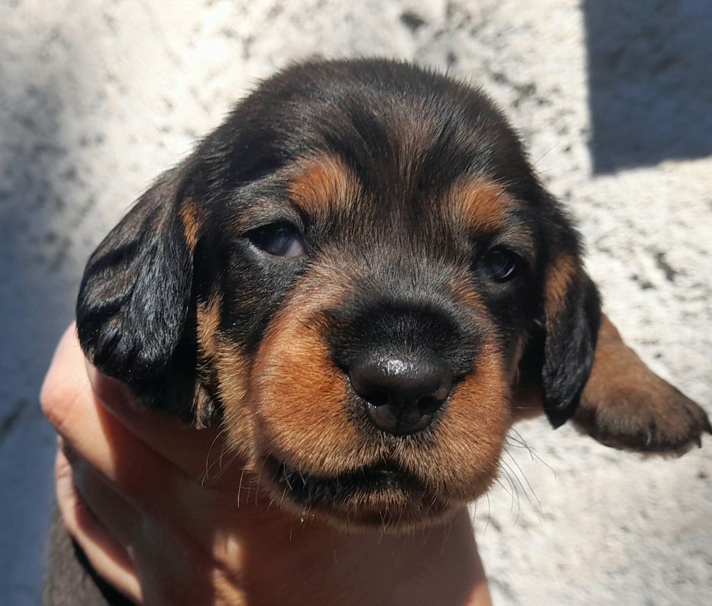 Des Petits Rois De Kladska - Chiots disponibles - Teckel poil dur