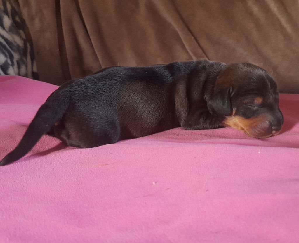 Des Petits Rois De Kladska - Chiots disponibles - Teckel poil dur