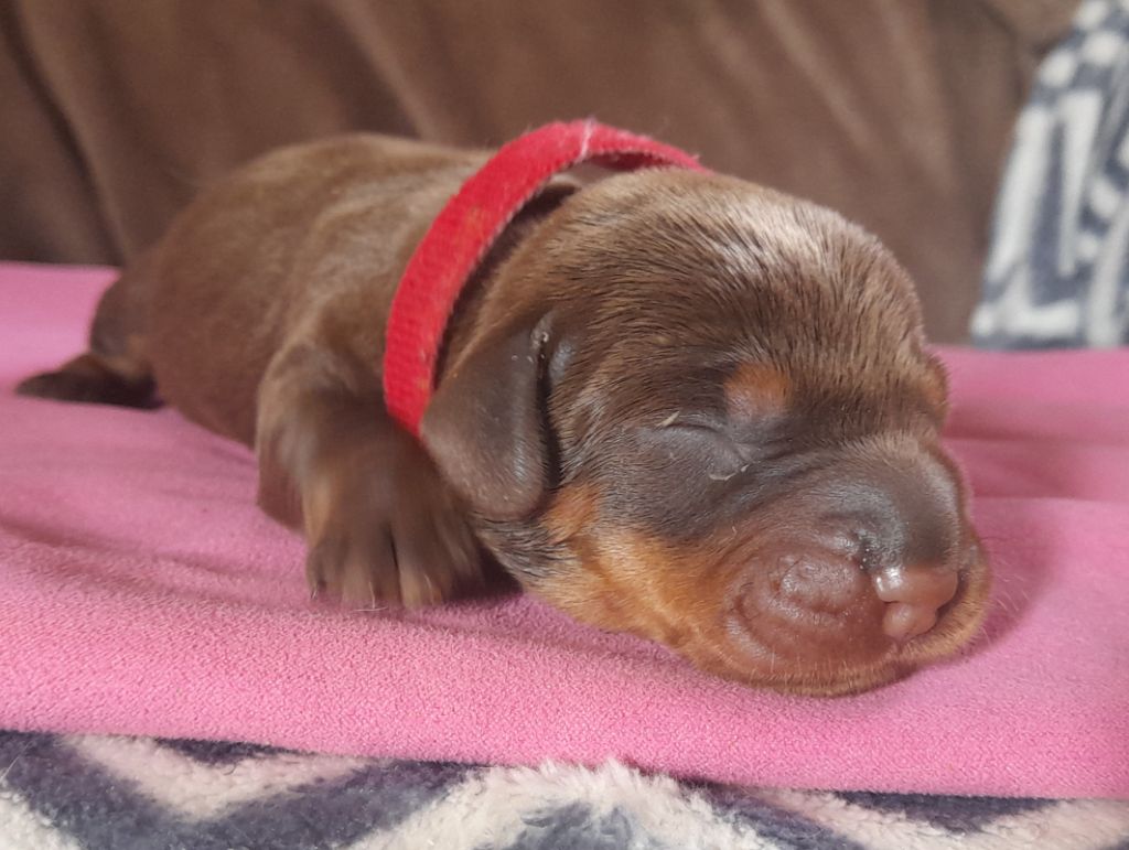 Des Petits Rois De Kladska - Chiots disponibles - Teckel poil dur