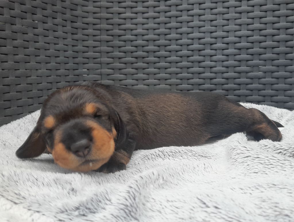 Des Petits Rois De Kladska - Chiots disponibles - Teckel poil dur