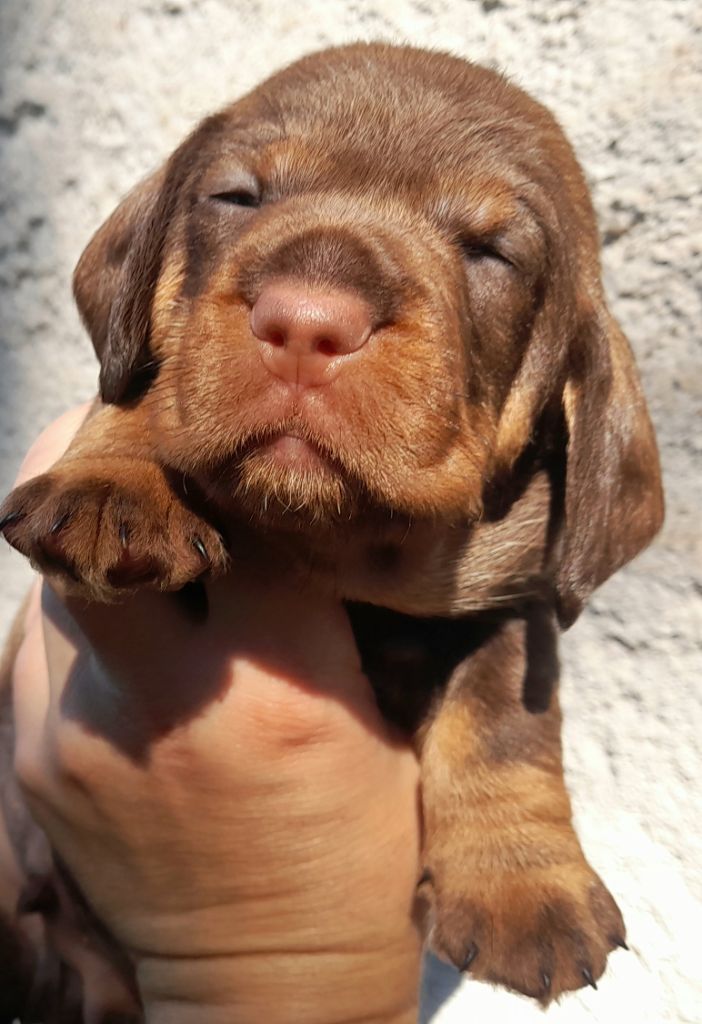 Des Petits Rois De Kladska - Chiots disponibles - Teckel poil dur