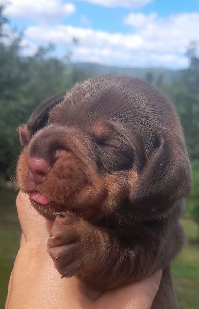 Des Petits Rois De Kladska - Chiots disponibles - Teckel poil dur