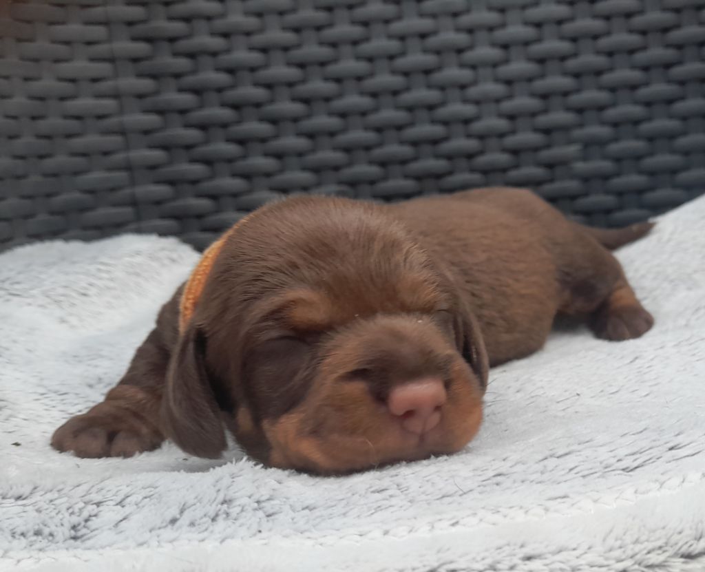 Des Petits Rois De Kladska - Chiots disponibles - Teckel poil dur