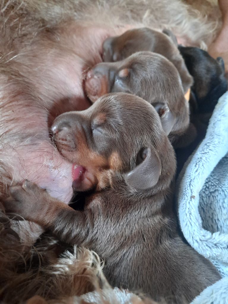 Des Petits Rois De Kladska - Chiots disponibles - Teckel poil dur